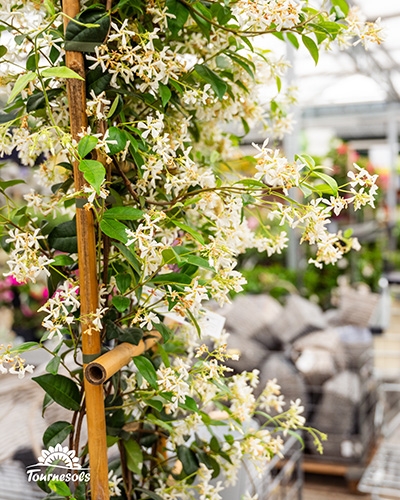 Du jasmin étoilé ou Trachelospermum jasminoides disponible dans nos jardineries Tournesols
